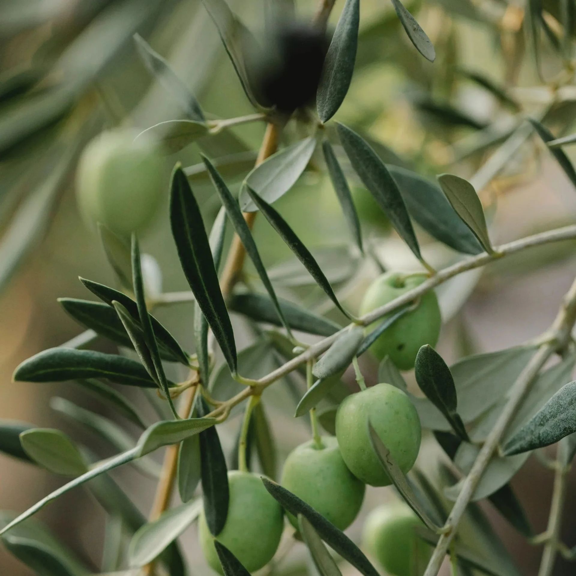 Olive Leaf Extract - OLife Ireland