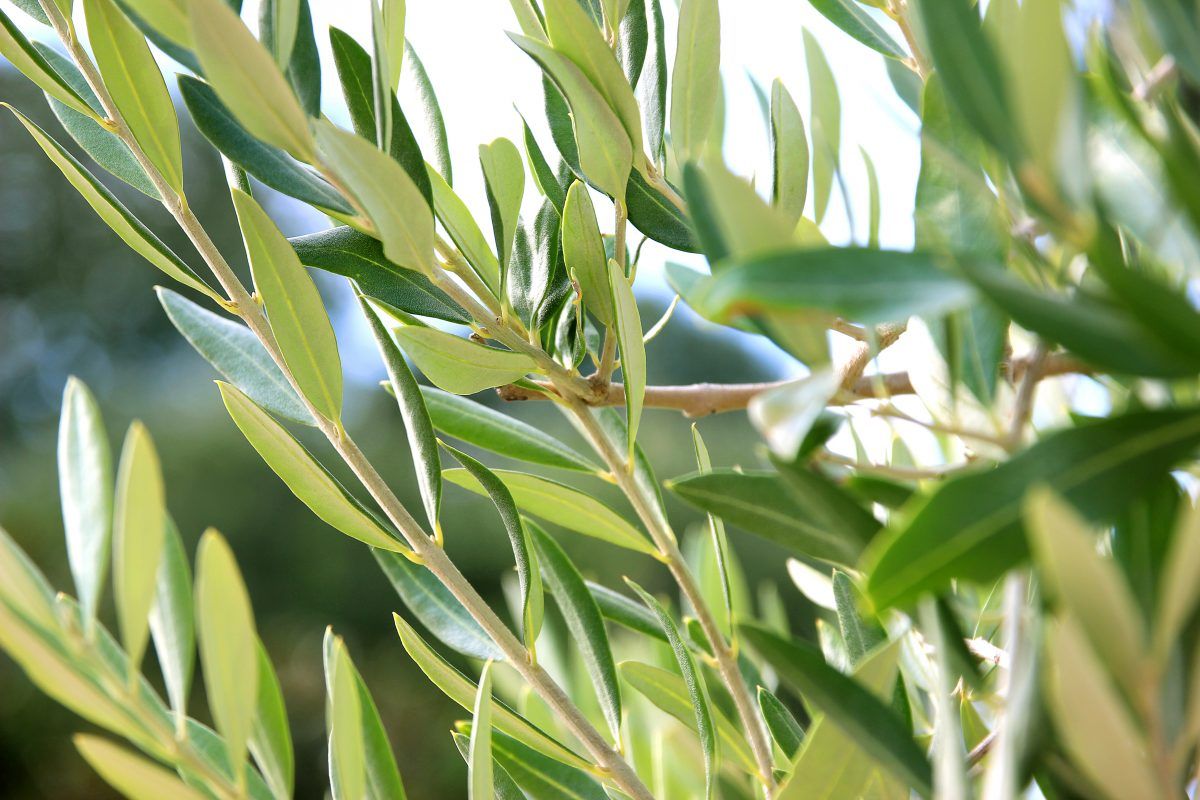 Olive leaves extract - OLife